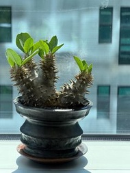 惠比大黑 塊根植物 日本 神聖乳香 象牙宮 象牙玉 惠比須笑 象足漆樹