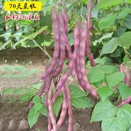 九粒紅架豆紫色四季豆春秋四季播蔬菜籽高產紫金架豆角種子 種籽