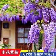 Wisteria Seed Double-Petaled Wisteria Flower Seed Flower Seed Climbing Vine Plant Flower Seed Low Wi