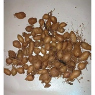bibit kentang hitam/ kentang bulu dari umbi mini 10 pcs