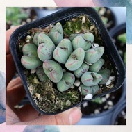 Ganohealth rare succulent Conophytum Bilobum Subsp Altum 口笛 with 85mm pot direct from Cameron Highla