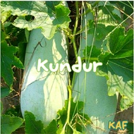 Biji benih Kundur 11 biji seed