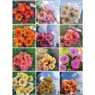 [20BIJI] Hybrid Moss Rose Seeds|中国籽播太阳花种子 | Biji Benih Bunga Ros Jepun Benih Bunga Ros Jepun |九点花十点花