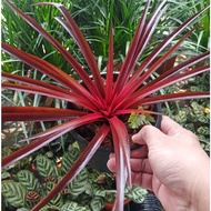 House Plant - Bromeliad Red
