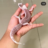 jual leopard gecko special item pied