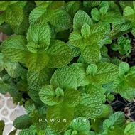 bibit tanaman daun mint daun mint segar untuk minuman