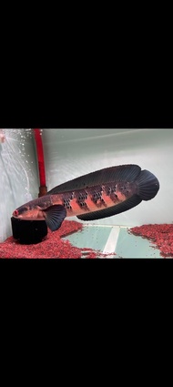 CHANNA MARU RED BARITO 4/5cm
