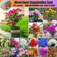 [Fast Germination] 70pcs Mixed Colorful Dwarf Bougainvillea Flower Seeds for Planting Flowers Buto N