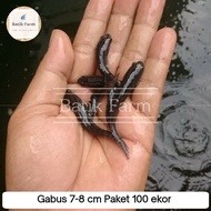 Ikan Gabus - Bibit Gabus - Bibit Ikan