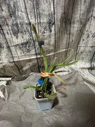 麒麟果幼苗 種子 Plant or seed Golden Dragon Fruit