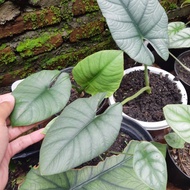 alocasia bisma