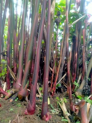 bibit pohon kecombrang merah bibit pohon kecombrang luwung