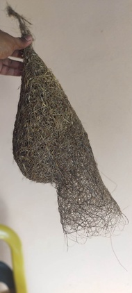 sarang burung tempua SARANG BURUNG CIAK RAYA sarang burung deko2