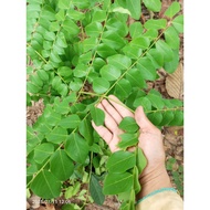 Fresh Betel Leaves Sent As With Leaf Branches