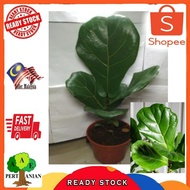 Fiddle Fig Life Plant Big Leaf