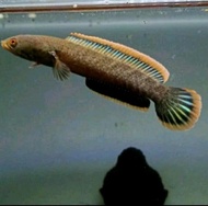limbata ukuran 10-15 cm super premium/cna limbata/bisa cod