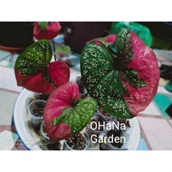 [Readystock SABAH] CALADIUM BULB / UBI KELADI 🆔 Red Barret (Daun Bulat)