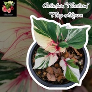 Caladium Thailand / Keladi Thailand: Thep Aksara