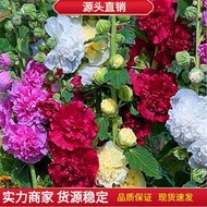 【GA】耐寒多年生重瓣蜀葵花種子 種籽四季播復瓣一丈紅花葵錦葵花海景觀花草lzh