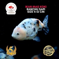 Ikan Mas Koki Ranchu Sapi 11-12 Cm Pilihan Terbaik Dan Bergaransi