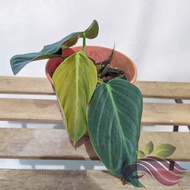 Philodendron Gigas by LS Group