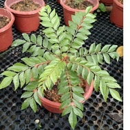 Curry leaves plant ( 6inch pot, 200-250mm ht)