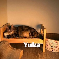 Cat bed/ cat bed/ animal bed mini bed