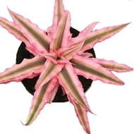 Cryptanthus Pink Starlight with FREE white plastic pot, pebbles and garden soil (Live plant and Indoor plant)