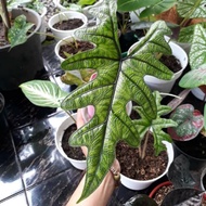 alocasia alokasia jacklyn remaja