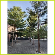 ☇◑ ◊ AFRICAN TALISAY (10 SEEDS) BUY 2 GET 1 FREE