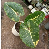 induk alocasia Guinea gold 916