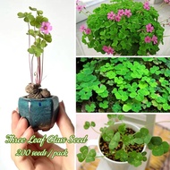 [Easy To Grow]High Germination Lucky Four Clover Leaf Seeds For Planting (200 Seeds/Pack) Flower See