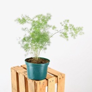 Asparagus retrofractus, Chinese Ming Fern, Pom Pom Asparagus (0.3m) in Plastic or Ceramic Pot