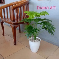 monstera latex#daun monstera#monstera philodendrum#monstera palsu