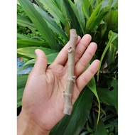 IRAQI / CUTTING POKOK TIN IRAQI / IRAQI / POKOK TIN / POKOK TIN IRAQI / TIN IRAQI