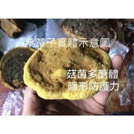 桑黃菌絲體-森林中的黃金（台灣生產製造乾式穀類發酵菌絲體-粉末)