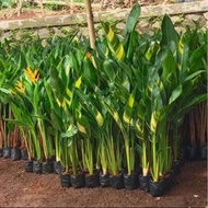 Tanaman Pisang Heliconia Varigata Bunga Kuning