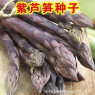 Purple Asparagus Seeds Years Generate Purple Asparagus Potted Plant Balcony High Generate Food Four 