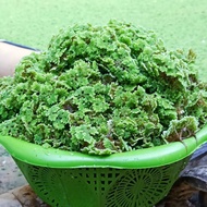 Azolla plant seeds, animal feed, Azola cultivation. Easy to grow.