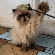 Kucing Persia Peaknose Longhair Indukan