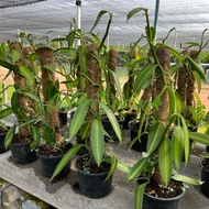 ต้นวานิลลาใบด่าง กระถาง 6 นิ้ว (Variegated Vanilla Planifolia Orchid Plant) สูง 55 ซม.