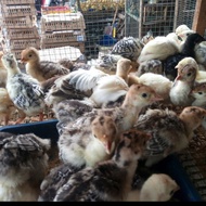 PetLove- kalkun - anak ayam kalkun - kalkun hidup - bibit ayam kalkun