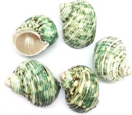 HERMIT CRAB SHELL GREEN TURBO SHELL (S) SIZE