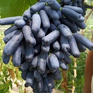 Bibit Anggur Import Moondrop Garansi Valid