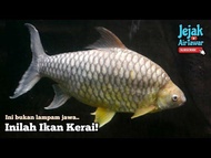 ikan kerai Emas @ kunyit hidup untuk hiasan