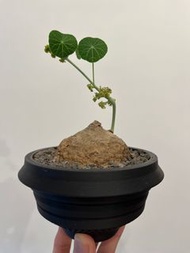 圓葉山烏龜 連 田中元將3D打印鉢 植木鉢 日本盆 塊根 多肉植物