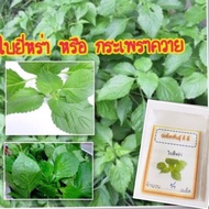 เมล็ดใบยี่หร่า หรือกระเพราควาย (ซื้อ 10 แถม 1 คละอย่างได้)