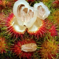 Pokok Rambutan Kerak Nyor/nyior