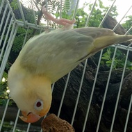 burung lovebird biola pb pf euwing DNA jantan berkwalitas