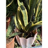 SNAKE PLANT indoor plant